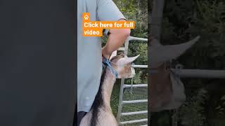 Goats eat poison ivy