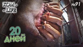 видео: ПОРОСЯТА ПОДРАСТАЮТ картинка: ПОРОСЯТА ПОДРАСТАЮТ