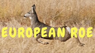 The European roe deer - Capreolus capreolus 2 by Animal Kingdom 20 views 6 years ago 3 minutes, 1 second