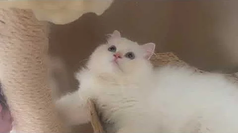 Watch the video about Cutest Himalayan Persian kittens @Furrylandkittens are having a fight, who gets the nap space.