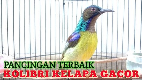 kolibri kelapa | manggar | wiceh | pancingan terbaik korlap gacor buat burung bahan