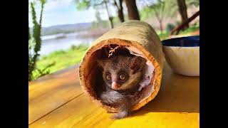 CUTE BUSHBABY NEW HOME! (Geronimo the Bushbaby part 2)