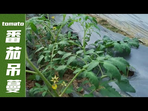 Why are the tomato hanging vines late? It’s too early to hang, and it’s laborious