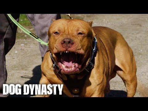 dark dynasty k9 dogs for sale