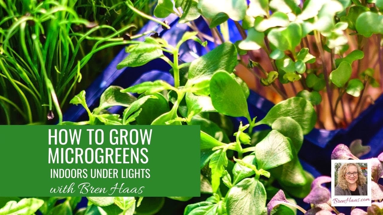 How to Grow Microgreens Crop Indoors YouTube
