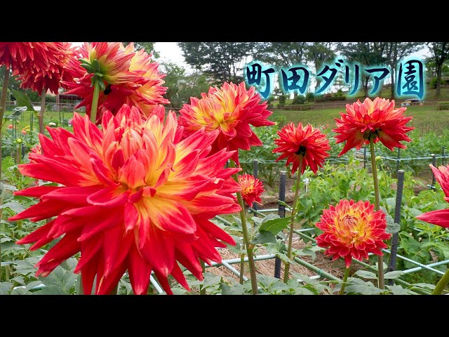 TOKYO. Machida Dahlia Gardens 2020 Summer color.4K 町田ダリア園