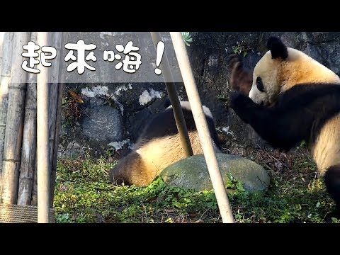 《熊貓早晚安》別睡啦，起來嗨！ | iPanda熊貓頻道