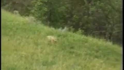 Hunting Coyotes with Dogs (2)