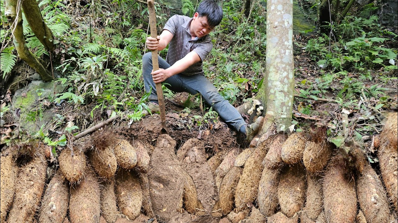 Trieu Kha followed a deep forest trail to conquer Khoai Khung, selling his wares to make a living.