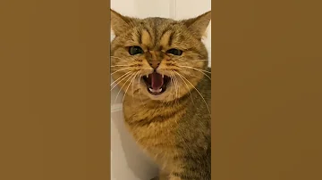 قطط مضحكة جدا جدا 