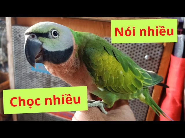 VẸT NGỰC HỒNG CÀNG CHỌC CÀNG NÓI NHIỀU #chimcanhalau class=