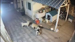 Dogs attacked mother cat with kitten: warning graphic content: contain material that may hurts you