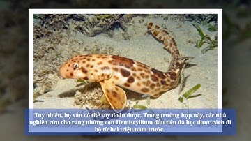 LOÀI CÁ MẬP MỚI TIẾN HÓA CÓ THỂ ĐI BỘ TRÊN CẠN 2020