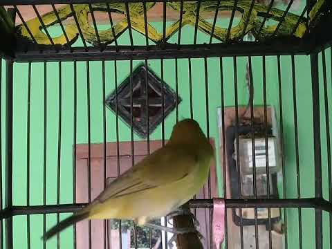 SUARA KHAS PLECI PACITAN ORIGINAL NGALAS STANDAR