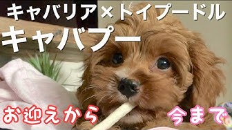 キャバプー Youtube