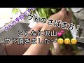 ウドのさばき方！ウドを沢山頂いたのでウド料理4種類作ってみました
