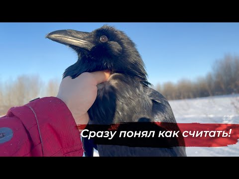 Научил считать ворона! Процесс обучения