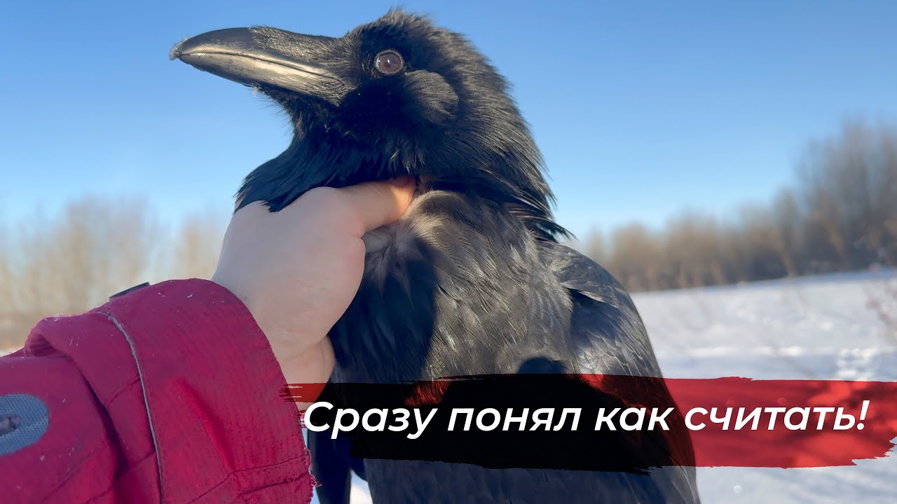 Ворон считает до пяти! Процесс обучения