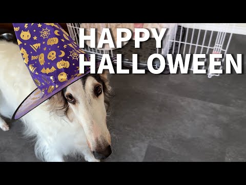 【ハッピーハロウィン】無駄に仮装させられるボルゾイ達と自分への誕生日プレゼント🎁