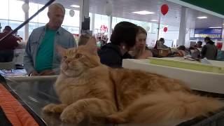 Fenix Big-Cats 3.6 мес. "Всемирная выставка кошек. Минск. Fenix Big-Cats 3.6 мес. "Всемирная выставка кошек. Минск.