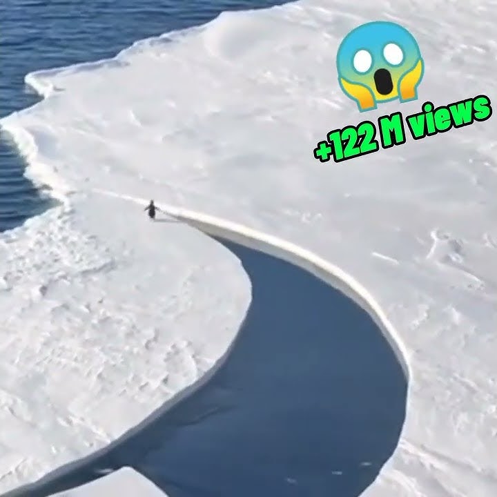 Cutest Penguin Tiktok Video☺ || Most Viral Tiktok of 2021 || #shorts #trending #viraltiktok