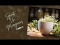 Sprouts VS Microgreens | Growth Process ( Part - 1) | Hold my Coffee