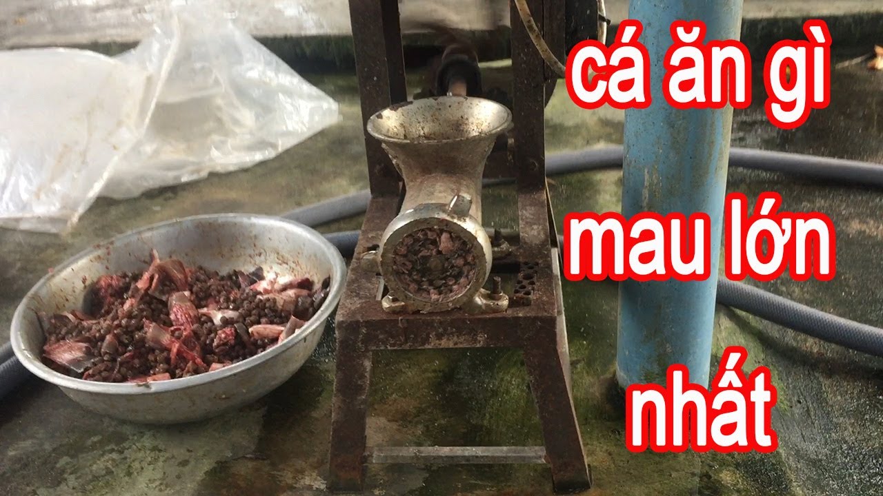 Thức Ăn Cho 5000 Con Cá Lóc Giá Rẻ Cá Cực Mau Lớn | Trại Cá Phú Yên