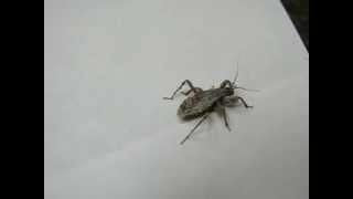 Insect From Outer Space Mars What Is It Crazy Bug