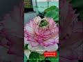 New Multi Petal Lotus 🪷 Flower Blooming In My Garden ❤️ Ravindra's Aquatic Bliss -9980142501