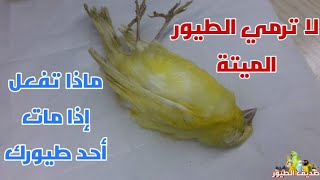 ماذا تفعل بالطيور بعد موتها أشياء مهمة يجب إن تفعلها إذا مات أحد طيور الزينة لديك