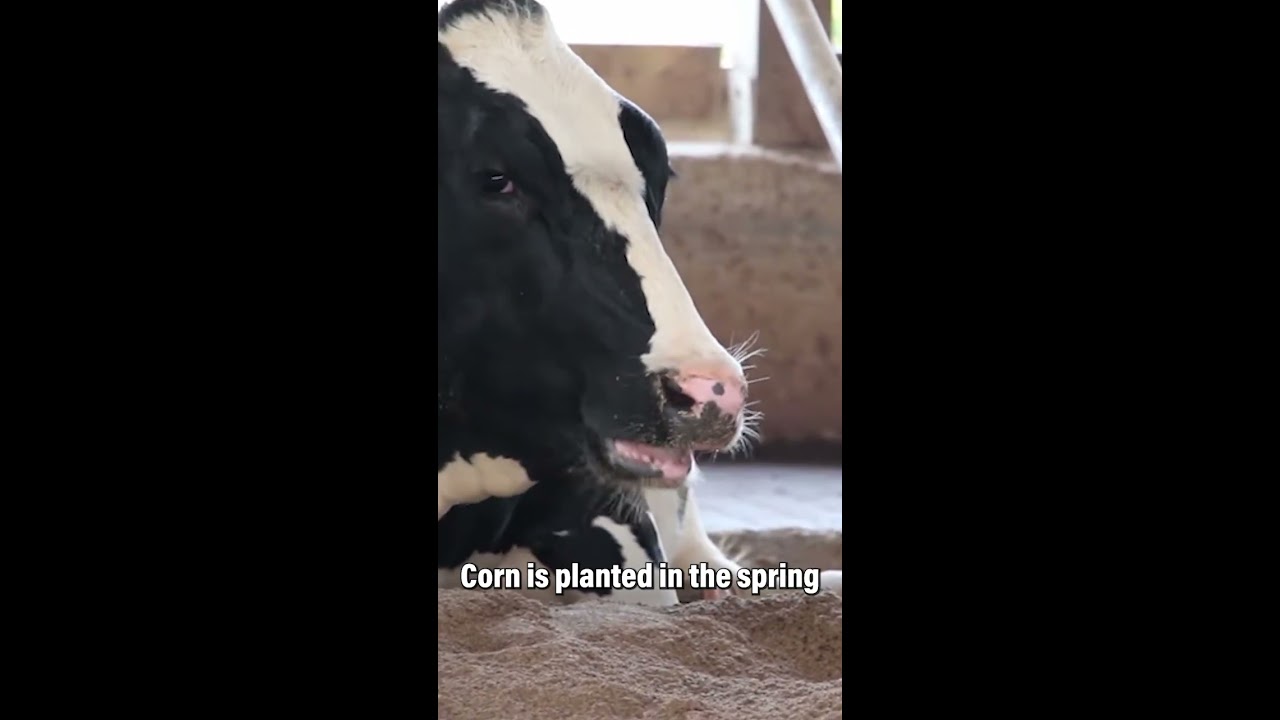 The Secret Ingredient Of Milk What Cows Eat To Produce It Shorts