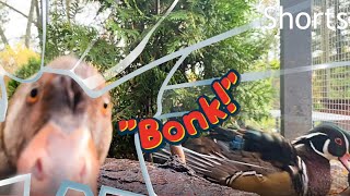 Curious Duck Bonks the Camera