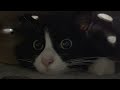 真ん丸な猫の目玉をもう一度www