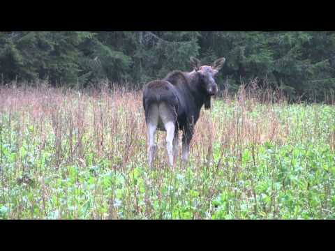 Video: Venäjän sekametsät. Sekametsän kasvit ja eläimet. Sekametsien maaperät