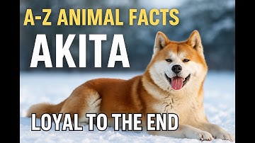 Akitas: The Most Loyal Dogs on Earth 🐾 | Critter Chronicles Ep. 5