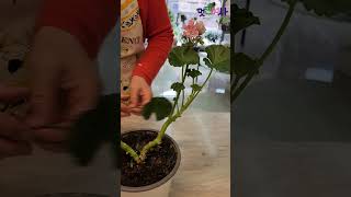 제라늄 예쁘게 미용시키기Making geranium beautify pretty.