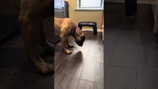 Bullmastiff can’t eat a carrot! 🥕