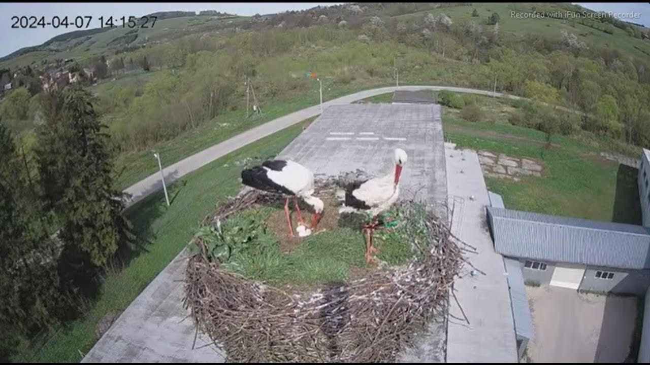 Zamiana Ułamka Zwykłego Na Dziesiętny ZAMIANA U RZEPEDKÓW ,RZEPEDZ - YouTube