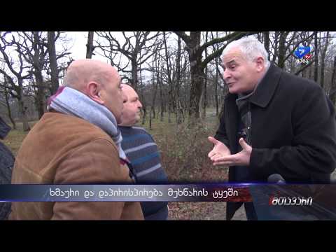 ხმაური და დაპირისპირება მუხნარის ტყეში