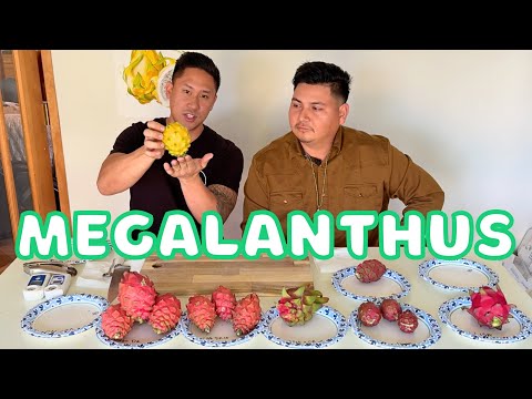 Tasting Dragon Fruit Hybrids During The Winter Season