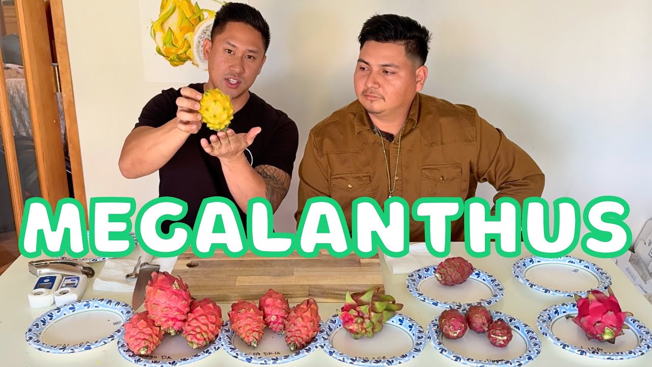 Дегустация гибридов драконьего фрукта в зимний сезон.