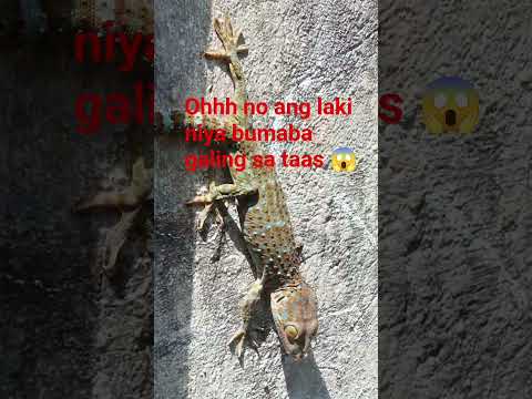 #ohhhnoanglakiniyabumabagalingsataas #tuko