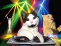 Dj catthe original