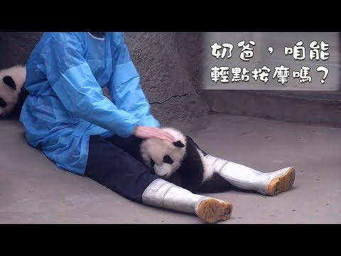 《熊貓早晚安》奶爸，咱能輕點按摩嗎？ | iPanda熊貓頻道
