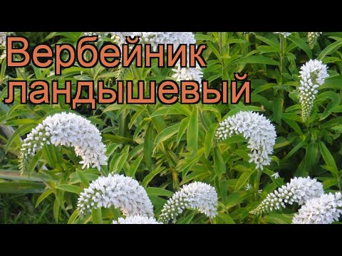 Video: Nem Seven Lysimachia