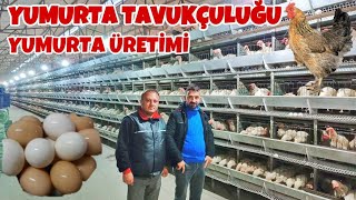 Yumurta Üretimi Hakkında | Güncel Fiyatlarla | Ligorin Tavuk Çiftliği