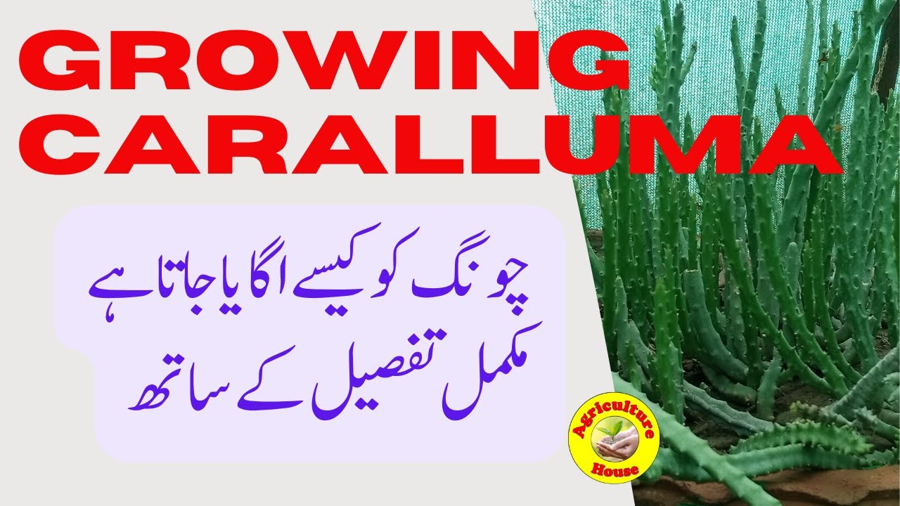 Growing Caralluma (چونگاں)