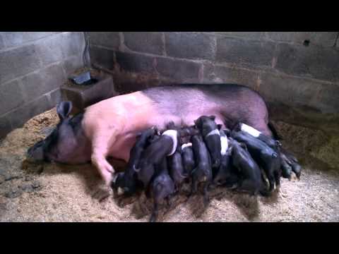 Pigglets Feeding