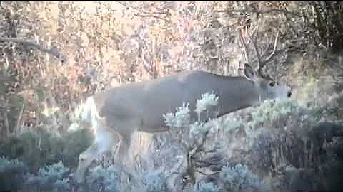 Lane Utah deer hunt 2014