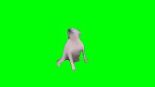 Скачать 🔥 «Мем: Собака танцует - Футаж на Зеленом Фоне»